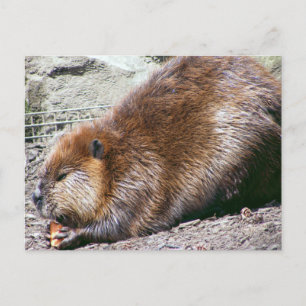Beaver Postcard