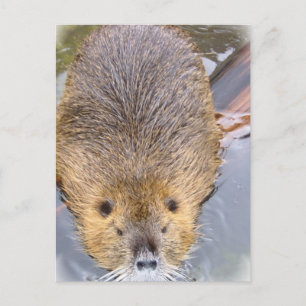 Beaver Postcard