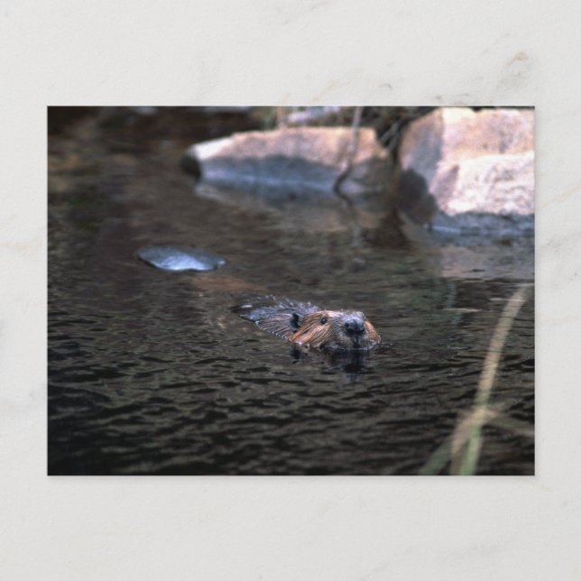 Beaver Postcard (Front)