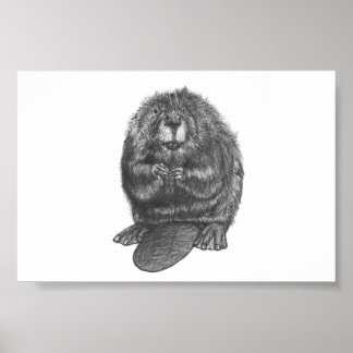 Beaver Poster