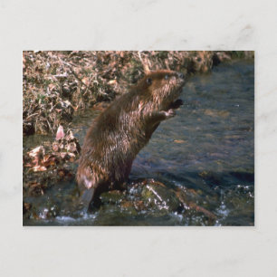 Beaver standing erect postcard