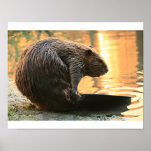 Beaver Sunset