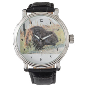 Beaver Watch