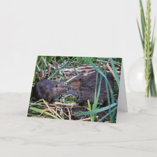 Beavers Kissing Photo Card