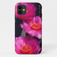 Beavertail Cactus Flowers 2