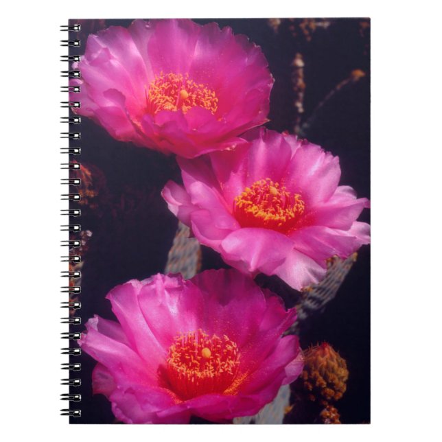 Beavertail Cactus Flowers 2 Notebook (Front)