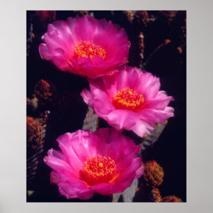 Beavertail Cactus Flowers 2 Poster