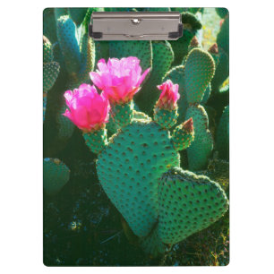 Beavertail Cactus Flowers Clipboard