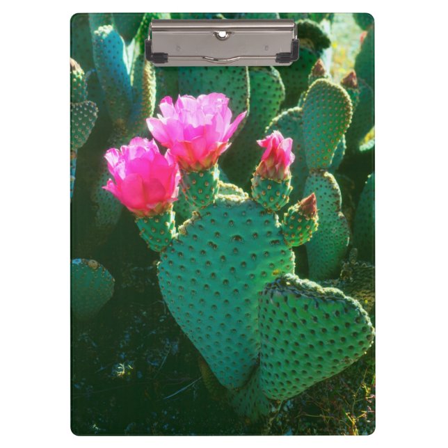 Beavertail Cactus Flowers Clipboard (Front)