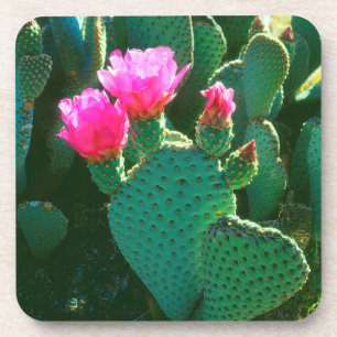 Beavertail Cactus Flowers Coaster