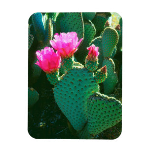 Beavertail Cactus Flowers Magnet
