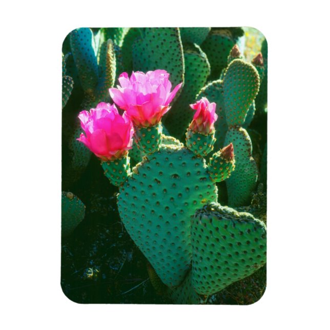 Beavertail Cactus Flowers Magnet (Vertical)