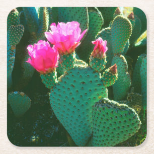 Beavertail Cactus Flowers Square Paper Coaster
