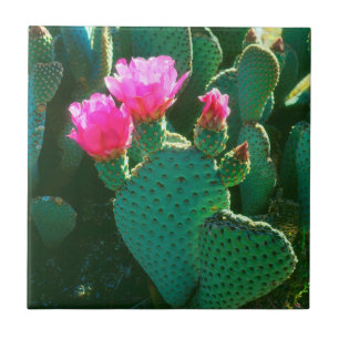 Beavertail Cactus Flowers Tile