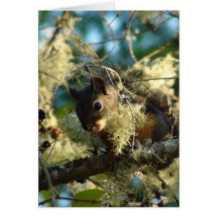 Bébé 2009 d'écureuil