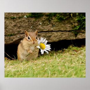 Bébé adorable Chipmunk avec Poster Daisy