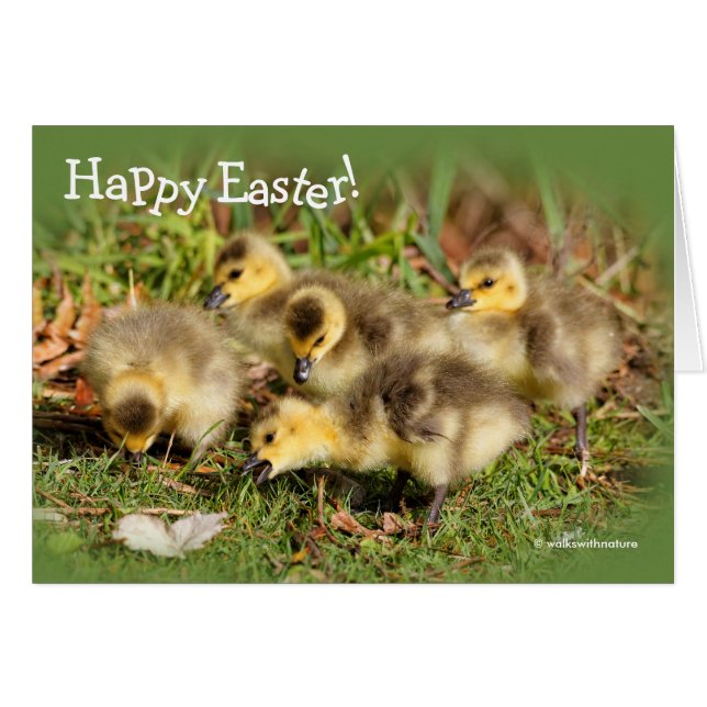 Bébé adorable Oies du Canada sur l'herbe (Devant horizontal)