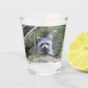 Bébé adorable Raccoon en verre de tir