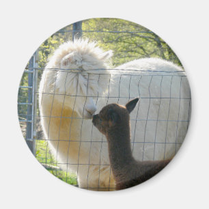 Bébé Alpaca Kiss Magnet
