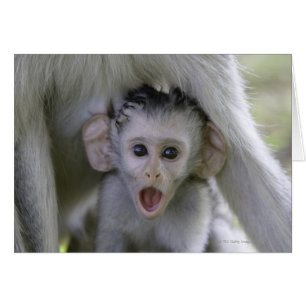 Bébé babouin sous sa mère