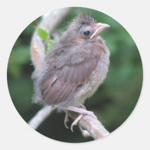 Bébé Cardinal Sticker