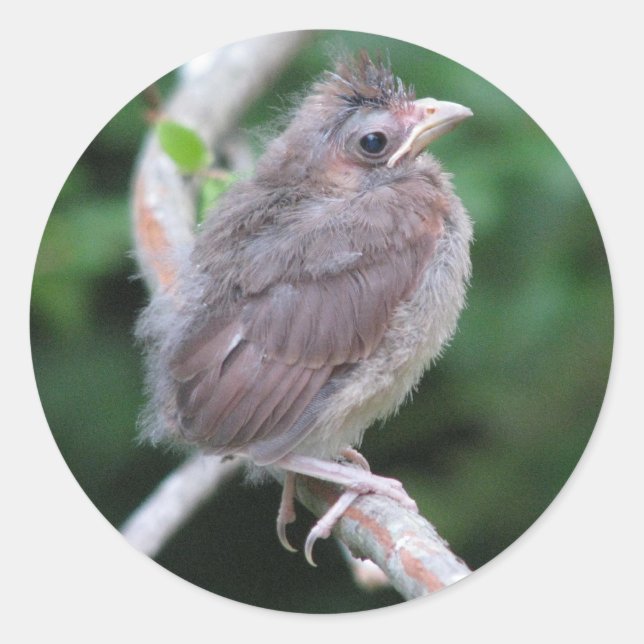 Bébé Cardinal Sticker (Devant)