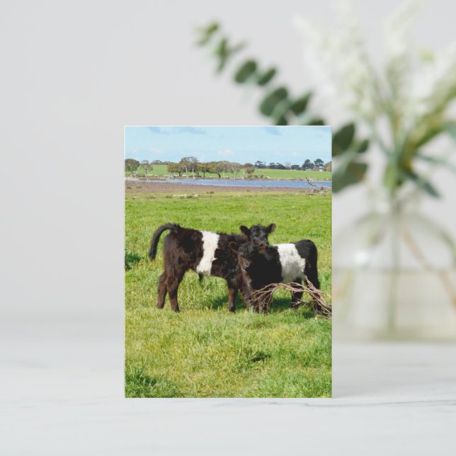 Bébé ceinturé Galloway Calves, Carte postale (Debout devant)