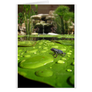 Bébé crapaud dans l'étang