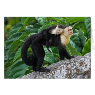 Bébé de transport de singe adulte de capucin sur