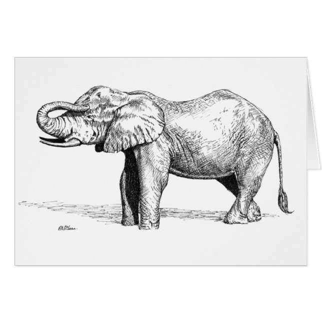 Bébé d'éléphant (Devant horizontal)