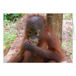 Bébé d'orang-outan à l'école de jungle du Bornéo