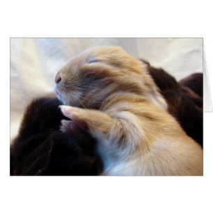 Bébé dormant lapin