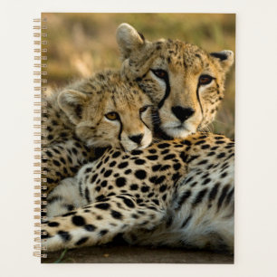 Bébé guépard câlinant sa mère