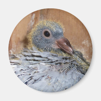 Bébé Homing Pigeon Magnet