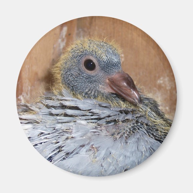 Bébé Homing Pigeon Magnet (Devant)