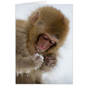 Bébé Japonais Macaque   Singe des neiges