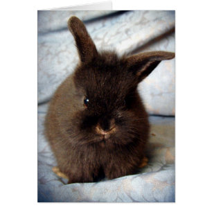 Bébé lapin en tête de lion