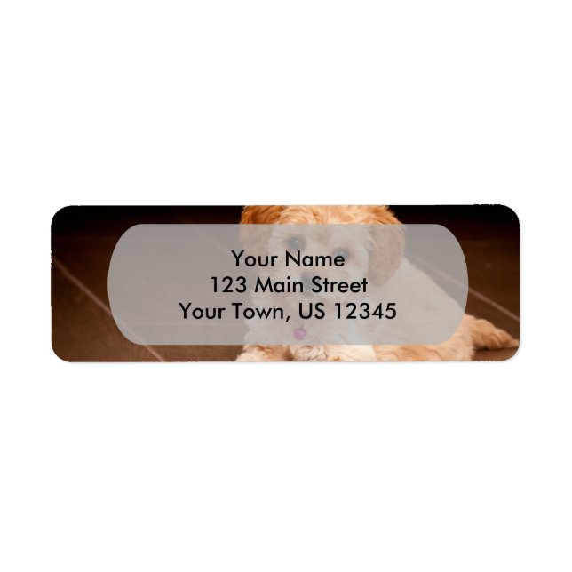 Bébé maltais poodé mélange ou maltipoo chiot chien (Devant)