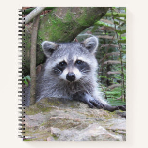 Bébé mignonne Raccoon Carnet photo
