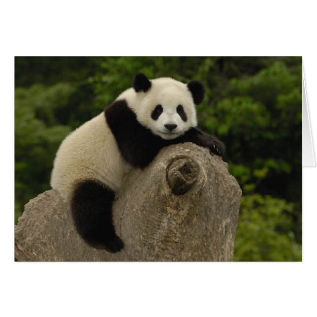 Bébé panda géant (Devant horizontal)
