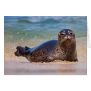 Bébé phoque commun dans l'eau