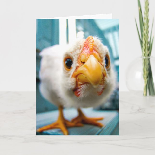 Bébé poulet, Coq, Animal de ferme, Carte de voeux (Devant)