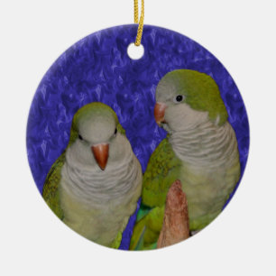 Bébé Quaker Parrot Paire Oiseau Ornement