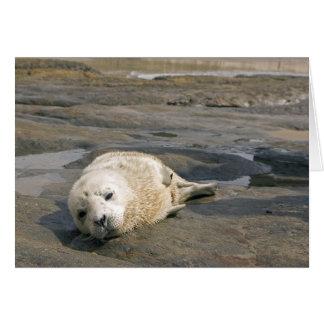 Bébé Seal Pup