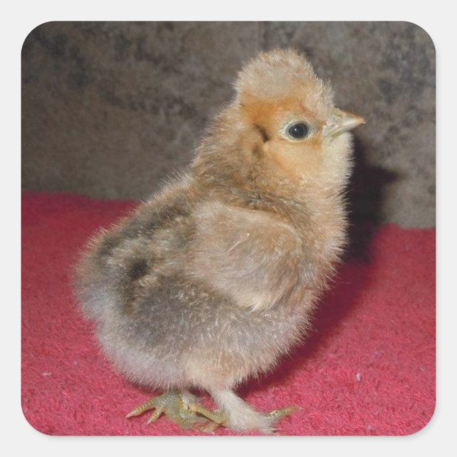 Bébé Silkie Chick Sticker (Devant)