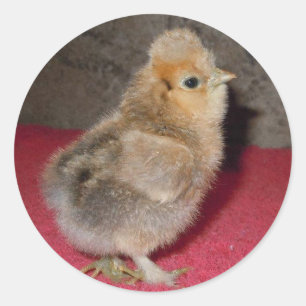 Bébé Silkie Chick Stickers