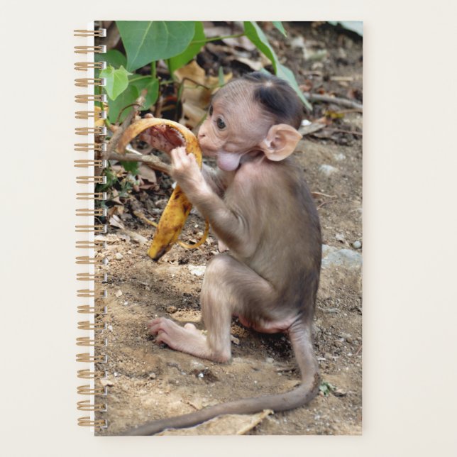 Bébé singe (Devant)