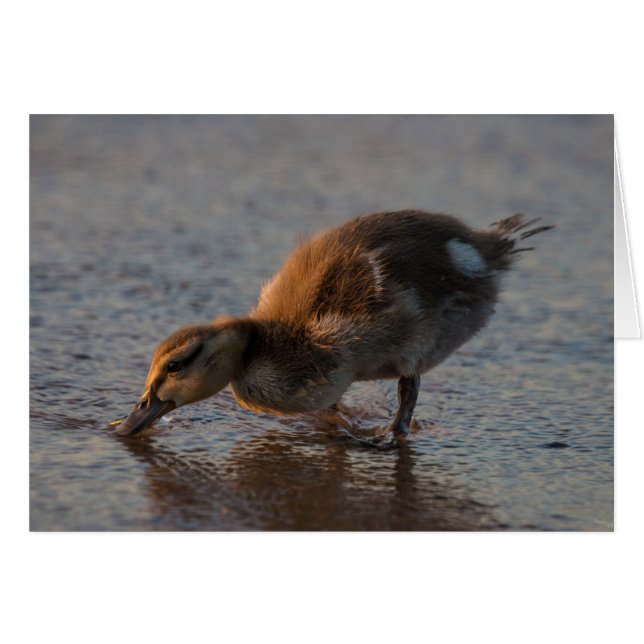 Bébé soif (Devant Horizontal)