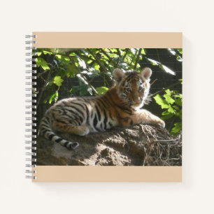 Bébé tigre dans le Carnet du soleil