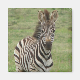Bébé Zebra Carré Magnet